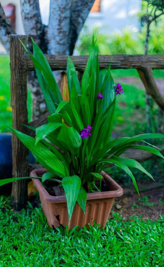 Villa Green Space Matara Kültér fotó